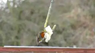 robin filmed at high speed 30 - 210 fps with the EX - FH20