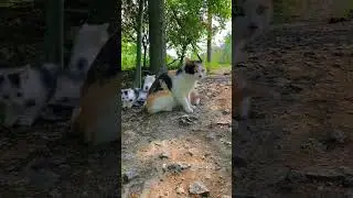 Sweet Pet Oasis. 🐈🐈‍⬛                             واحة الحيوانات الأليفة الحلوة    🐱
