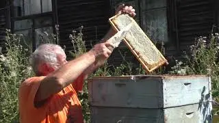 Отбор медовых рамок на откачку мёда.