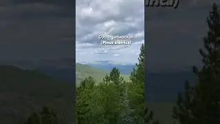 Кедровые орехи не то, чем кажутся