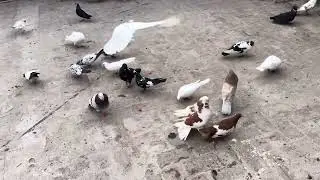 🕊️🕊️💯🥰❤️