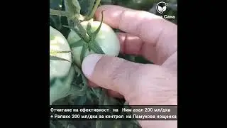 Отчитаме ефективността на Ним азал и Рапакс за контрол на Памукова нощенка