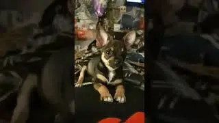 моё милое сердечко