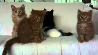 Likeboe 's kittens