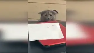 funny cats in costumes