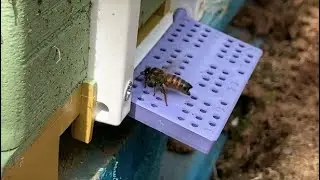 Çiftleşme uçuşundan dönen Ana arı | Arıcılık