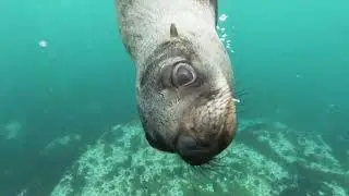 1 HOUR OF ENTERTAINING ANIMAL WORLD!!!