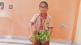 VAN MAHOTSAV