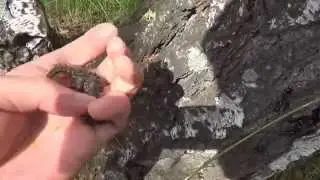 Гусеницы уничтожили леса в пригороде Омска!