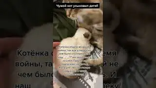 КОТ УСЫНОВИЛ ЧУЖОГО КОТЁНКА