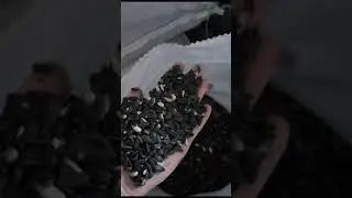 семечки масленичка (отсев ) высший хороший сорт г. Барнаул