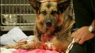 Man shoots Pit Bull that attacks German Shepherd