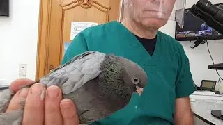 PIGEON GAME BIRD DISEASE EXPERT DR. JOHAN LIVE ONLINE