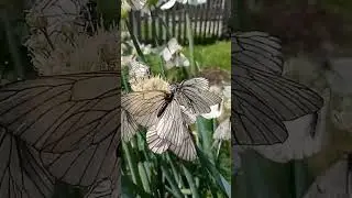 ОБЛЕПИЛИ ЛУК БАТУН