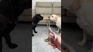 These Dogs Fought Over a Biscuit! But... 🐕😰