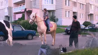 Блог Бомжа #4 | Бомжи делают массаж простаты коню | Бомжи клеят кобыл