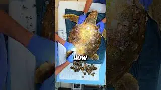 Helping turtle infested with barnacles 😲 #shorts