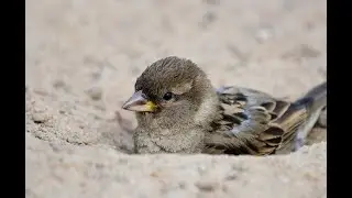 99. Воробушки