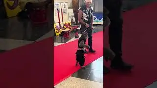 Japanese monkey show