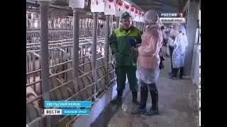 Челябинская область. Агрохолдинг ''Ариант''. Пуск Березовской свинофермы. Январь 2015