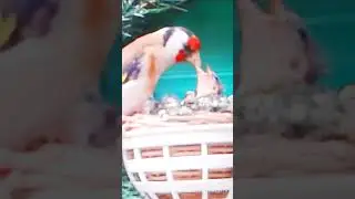 هذه ثمار تعب و صبر موسم كامل