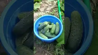 Свои огурцы в огороде 🥒🥒🥒🥒 #огурцы #овощи #огород