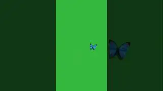 Blue butterfly flying Green screen 