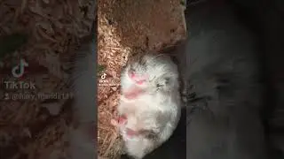 #хомяк #hamsters #funny video