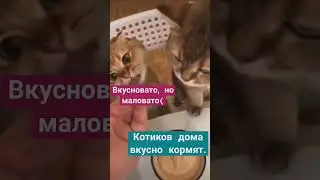 В доме котики живут и сметанушку жуют #ижс #строительстводома #красиваяроссия #доммечты