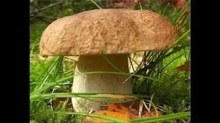 БЕЛЫЕ ГРИБЫ ПОШЛИ. И УЖЕ МАССОВО