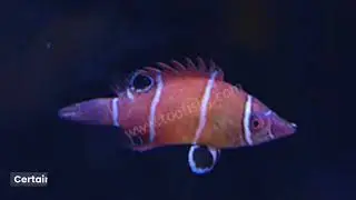 pygmy possum wrasse fish.