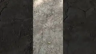 🐜🐜🐜