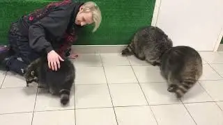 Влюбленный в енотов. Енотовиль