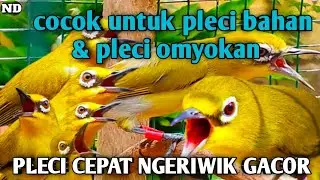 Terapi Penggacor Pleci Paling Ampuh Agar Pleci Buka Paruh !! Terapi pleci terbaru