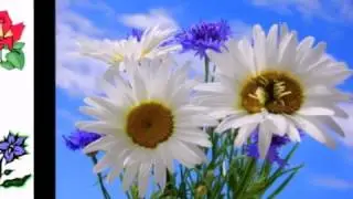 Для милой Светочки