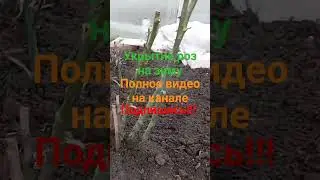 Укрытие роз на зиму #огород #сад