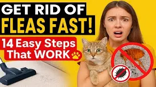 How to Get Rid of Fleas in the House Fast : Fast and Easy Flea Removal Techniques