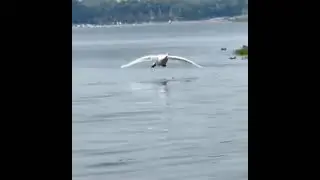 Swans are elegant until you see them land