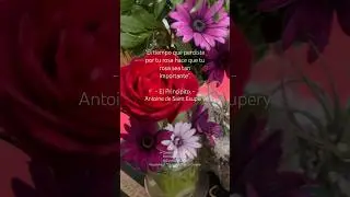 #elprincipito #waltz  ROSA ESPECIAL #frases  video by CN