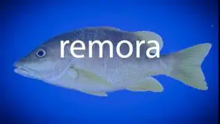 How to pronounce remora