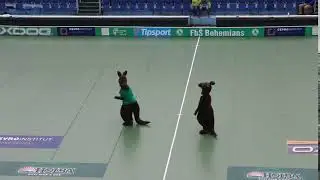 souboj klokanů :-)