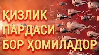 18+. Қизлик парда бўлса ҳам ҳомиладор бўлиш мумкинми? Перл индекси нима?