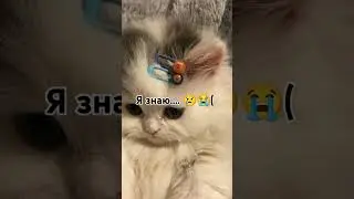#рек #котики
