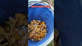 опять за грибами #всеиздерева #стройка #столярка #рыбалка