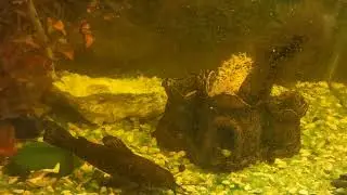 битва сомов/battle of catfish