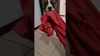 Амстафф Локи 3 года | Помогатор | Стаффорд | Amstaff Loki