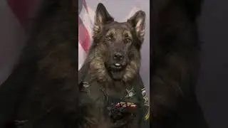 When were K9 officers first used in America