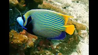 Bali - Imperator-Kaiserfische, September 2023