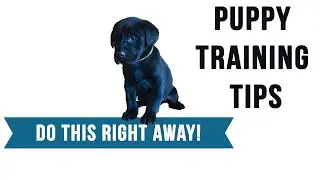 Puppy First Day Home Tips