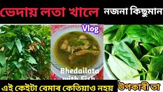 কি কি বেমাৰৰ পৰা বাছি থাকিব পাৰি । ভেদাই লতাৰ আচৰিত ঔষধি গুণ । #Vlog #assamese